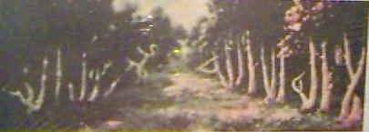 tree1.jpg